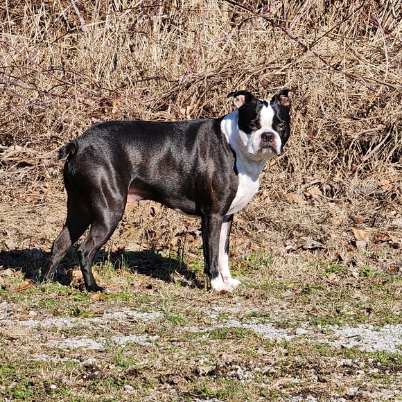 Meet your Posher, Lisa and Buddy - Picture 12 of 13